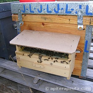 foto de abejas llegando a la colmena HD